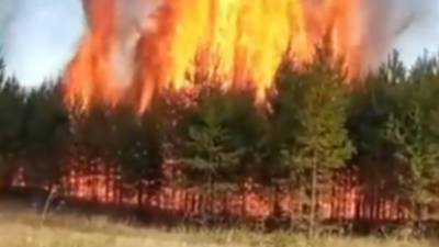 В Башкирии действуют 10 очагов лесных пожаров