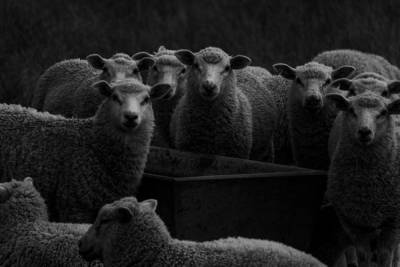 Пастух в Грузии после обморока очнулся среди 500 мертвых животных