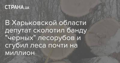 В Харьковской области депутат сколотил банду "черных" лесорубов и сгубил леса почти на миллион