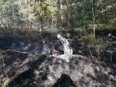 Из-за неосторожного обращения с огнём возле Красного Яра возник лесной пожар