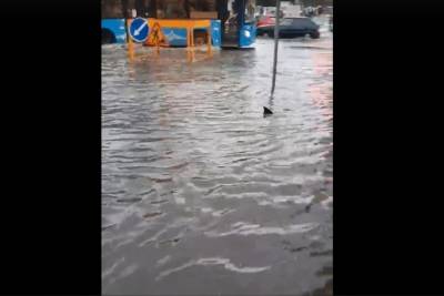 На затопленной улице Твери заметили «акулу»