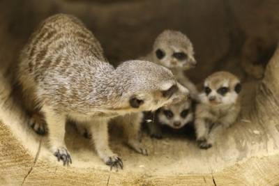 В белгородском зоопарке родились трое детенышей сурикатов