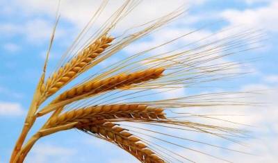 Засуха в России уничтожила до 15% урожая пшеницы