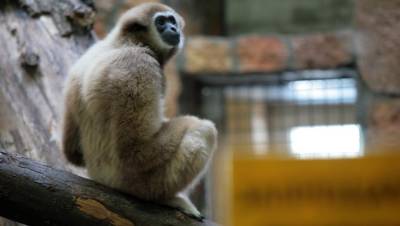 В петербургском зоопарке ночью прошли обыски по двум уголовным делам