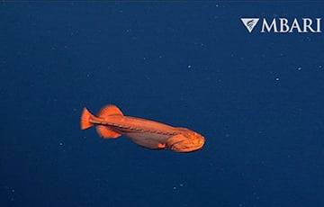 Ученые сняли на видео загадочную «рыбу-оборотня»
