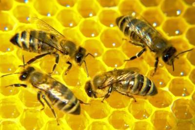 Евросоюз нарастил объёмы импорта мёда из России