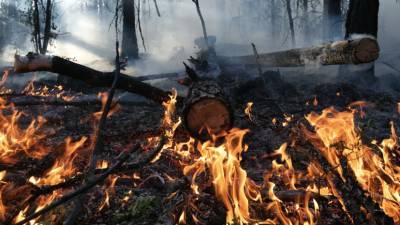В МЧС рассказали о ходе тушения природных пожаров в Башкирии