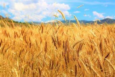Пошлина на экспорт пшеницы из РФ с 18 августа снизится до $30,4 за тонну