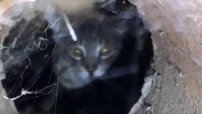 В Башкирии котят на два года замуровали в подвале
