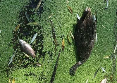 В пруду в Дашково-Песочне погибли утки и рыба