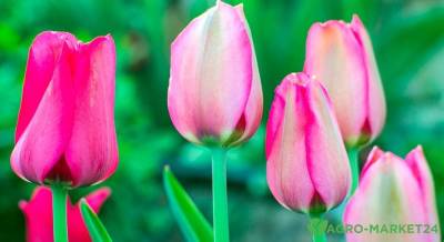 Тюльпаны Фостера: 5 лучших сортов