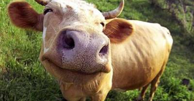 "Чтоб я так отдыхал": Карпатская корова эпично нырнула в бассейн - видео
