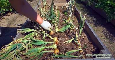 Выращивание лука – доломитка, зеленый настой и зола (Иркутск)