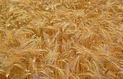 Урожай зерновых в Украине приближается к 40 млн т