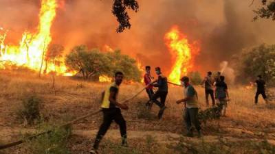 Алжир бросил армию на борьбу с пожарами: десятки погибших и арестованных