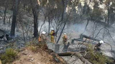 Помог дождь: Греция взяла под контроль лесные пожары