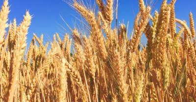 Украина экспортировала 4,6 млн т зерна: на 10% выше показателя минувшего года