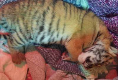 Цирковому тигренку ищут кормилицу – мама отказалась выкармливать новорожденного котенка
