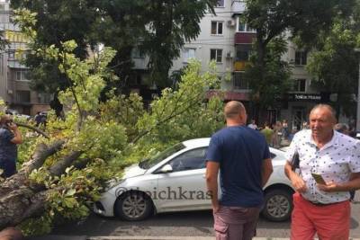 Посреди улицы Красной в Краснодаре упало дерево