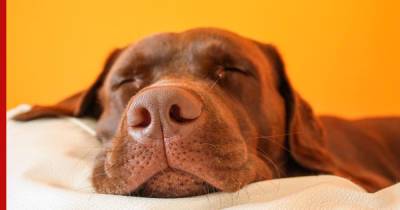 Болезнь или норма: почему собака много спит