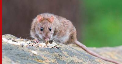 Как избавиться от крыс в частном доме и на участке: ловушки, "химия" и народные средства