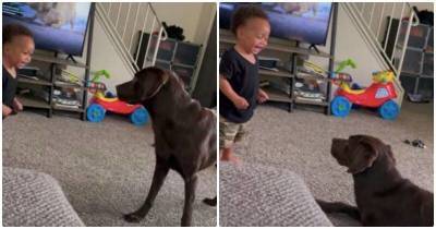 Ребенок и собака устроили игру в гостиной, которая никого не оставит равнодушным