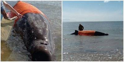 Жители Сахалина спасали застрявшего на мели кита