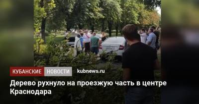 Дерево рухнуло на проезжую часть в центре Краснодара