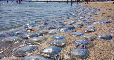 Туристы на Азовском море придумали оригинальный способ превратить отдых в "рай" без медуз (видео)