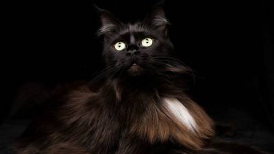 Зеркала и черные кошки: Какие приметы могут навлечь несчастья в пятницу, 13-е