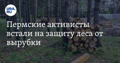 Пермские активисты встали на защиту леса от вырубки