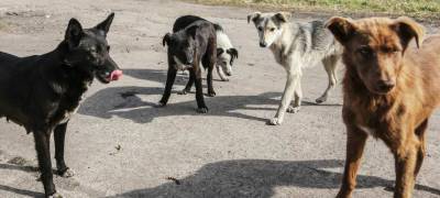 Власти Петрозаводска предлагают горожанам сообщать о бродящих собаках