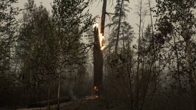 Глава Рослесхоза рассказал о ситуации с лесными пожарами в Якутии