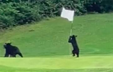 Видеохит: Молодой медведь пытается поймать флаг гольф-клуба