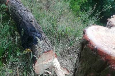 В Смоленске неизвестные спилили деревья у Солдатского озера