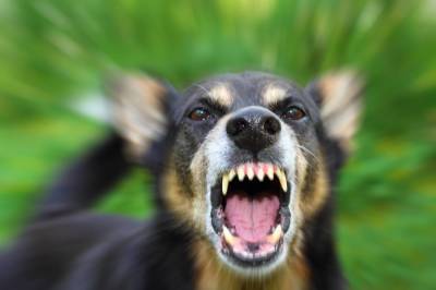В Калуге бродячая собака изуродовала лицо мужчине