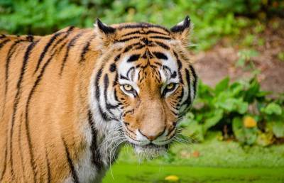 Тигры устроили яростную драку за территорию на глазах у туриста и попали на видео