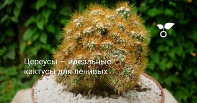 Цереусы — идеальные кактусы для ленивых