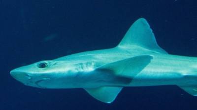 Приплывшая к берегу акула привела в бегство туристов в Испании