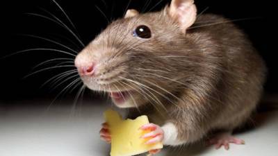 Ученые научились продлевать жизнь: успешный эксперимент на мышах