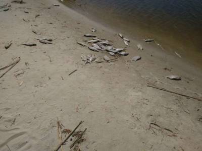 В Черкасской области сотнями гибнет рыба