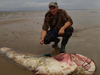Огромный 90 кг сом стал добычей рыбака в Вологодской области