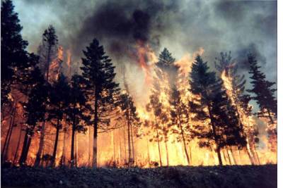 В Якутии за сутки ликвидировано 17 природных пожаров