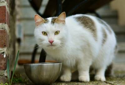 Почему кошки отказываются доедать из полупустых мисок?