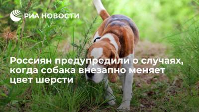 Президент Российской кинологической федерации Голубев: стрижка собак под ноль чревата облысением