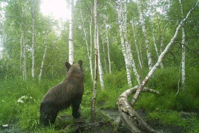 Бурый медведь снова сорвал фотоловушку в заказнике «Горная степь»