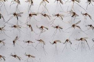 Быстро и бесплатно: как избавиться от комаров на даче