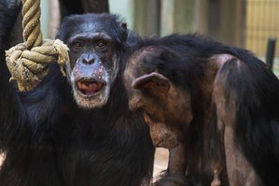 У обезьян обнаружили способность «приветствовать» и «прощаться»