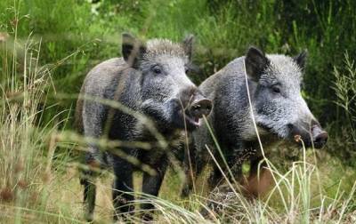 На Черкасчине дикие свиньи терроризируют село