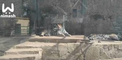 Любовный четырехугольник между хищниками заметили в нижегородском зоопарке